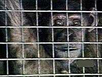 Majmun u kavezu...